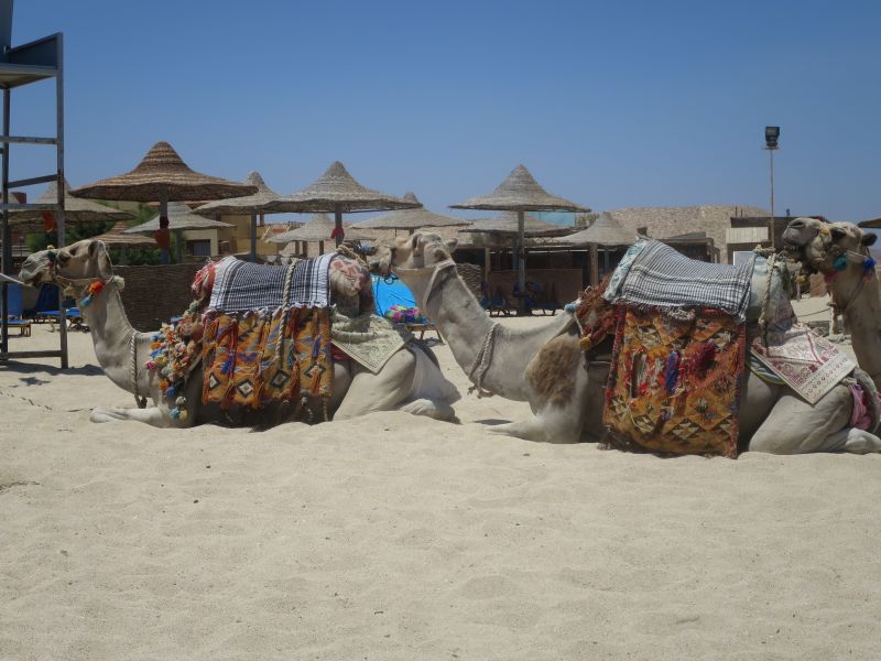 gal/2016/12_Egypt/IMG_4318.JPG