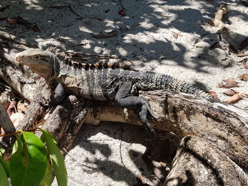 gal/2019/02_CostaRica/20190112_181518.jpg