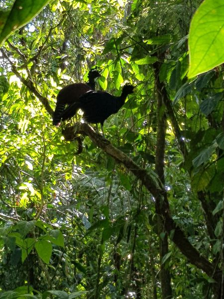 gal/2019/02_CostaRica/20190118_144602.jpg