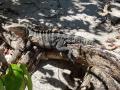 gal/2019/02_CostaRica/_thb_20190112_181518.jpg
