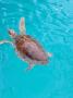 gal/2023/14_Brijuni/_thb_20230829_122542.jpg